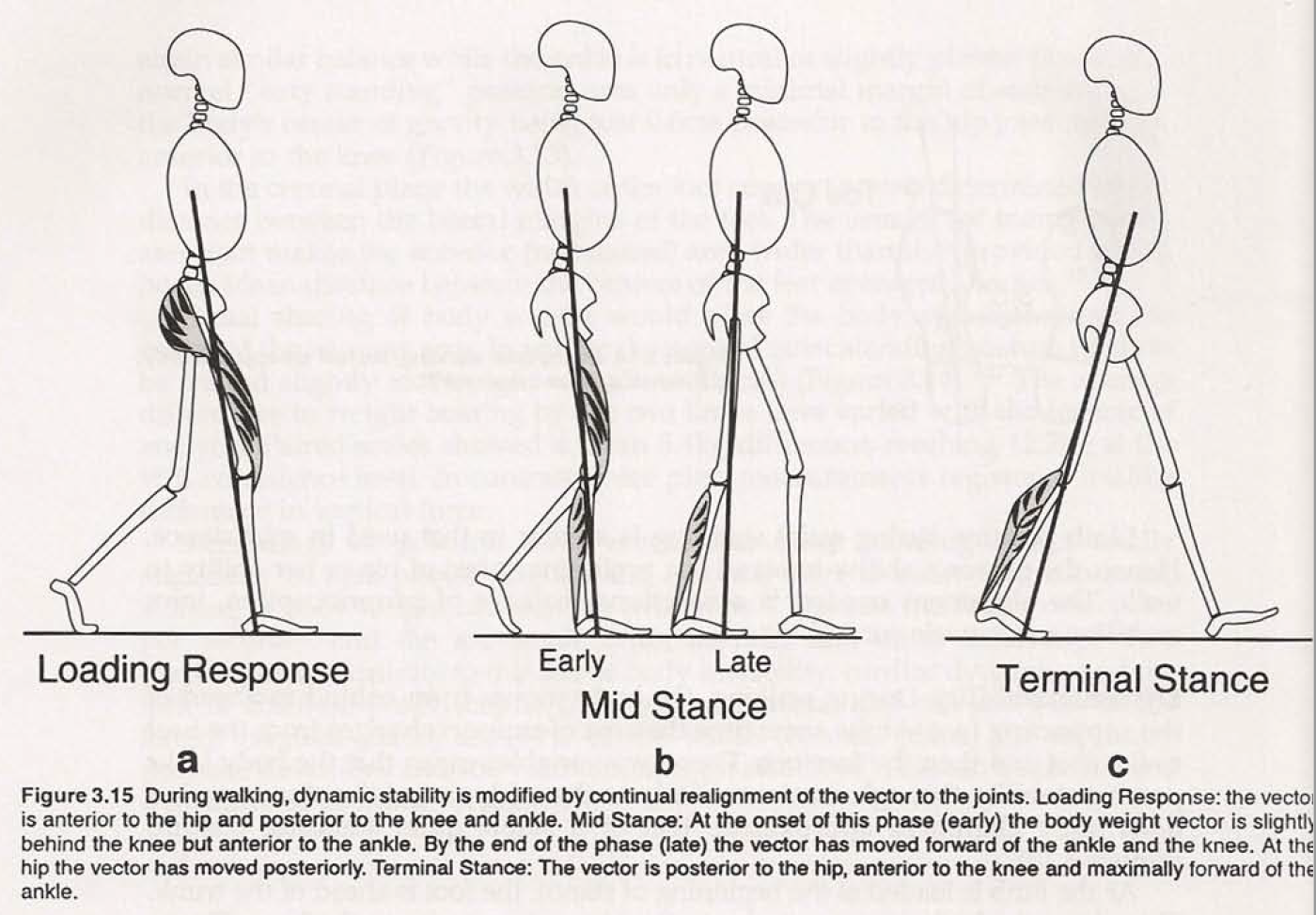 The Progression Cycle