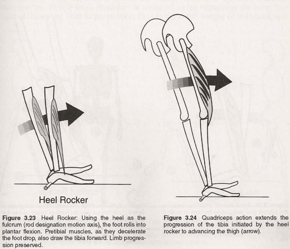 Heel rocker