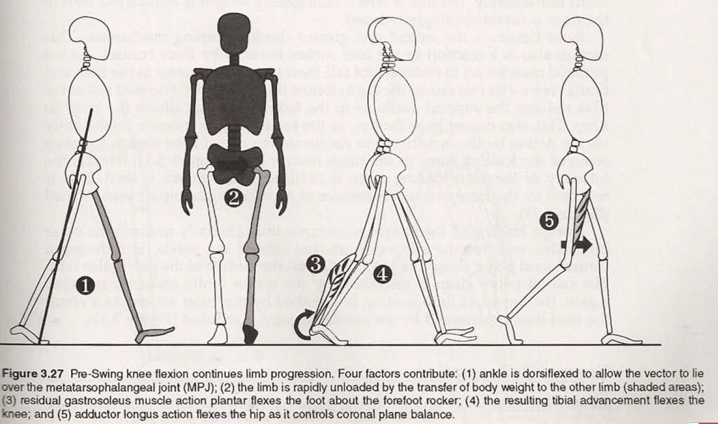 Pre-swing knee flexion