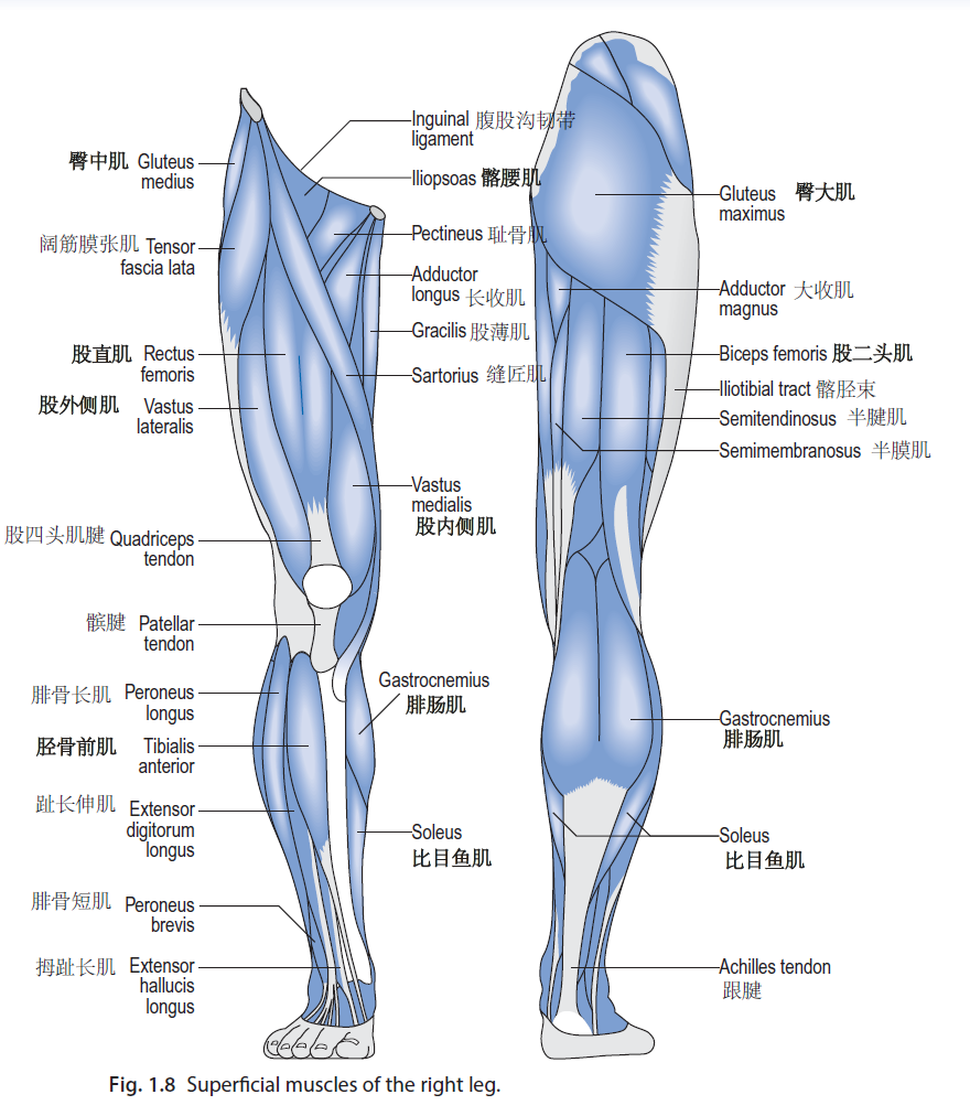 superficial_muscles_of_the_right_leg